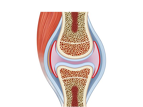 rodilla sana rodilla sana