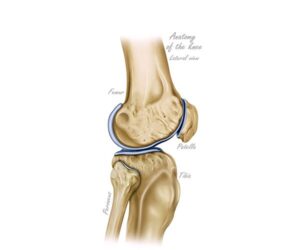 rodilla vista lateral