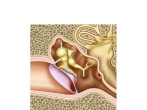 anatomia del oido