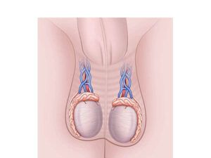 scroto y testiculos