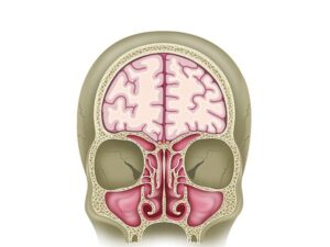 seccion frontal interna de la cabeza