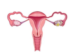seccion sagital del utero