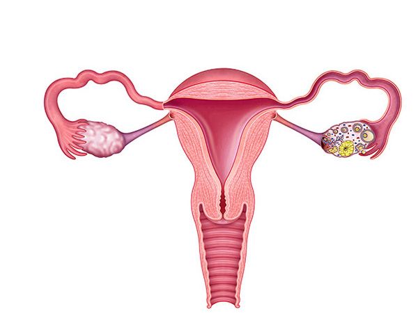 seccion sagital del utero seccion sagital del utero