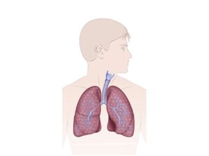sist. respiratorio