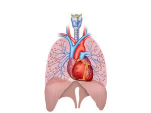 sistema cardiopulmonar