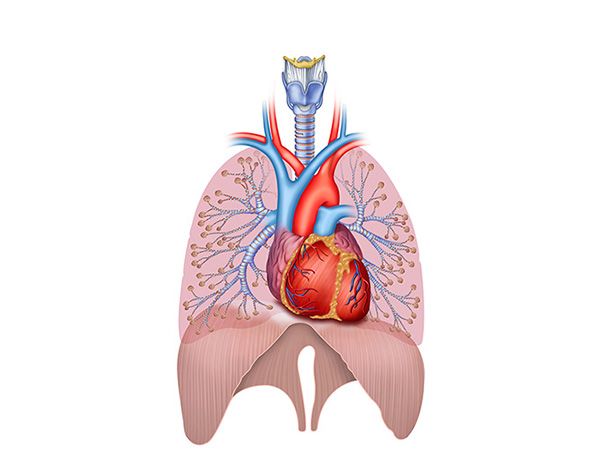 sistema cardiopulmonar sistema cardiopulmonar
