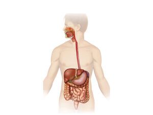 sistema digestivo humano