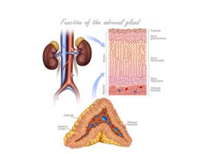 sistema renal y glandula adrenal