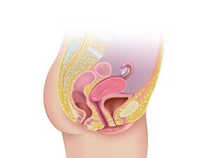 sistema reproductor femenino