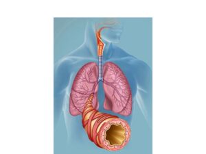 sistema respiratorio