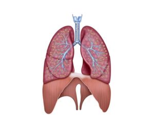 situacion diafragma y pulmones