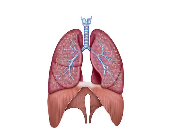 situacion diafragma y pulmones situacion diafragma y pulmones