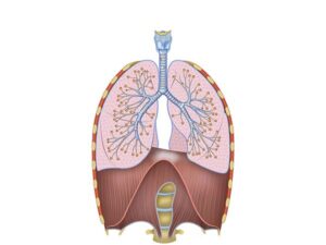 situacion de pulmones y diafragma