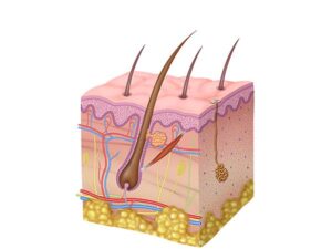 skin subcutaneous
