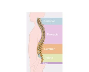 human spinal classification