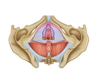 suelo pelvico femenino