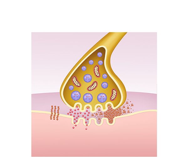 synapses and beta amyloid tangles in alzheimer's synapses and beta amyloid tangles in alzheimer's