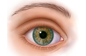 the eye