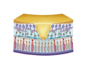 estructura de retina y mácula