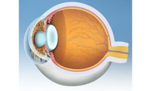the eye anatomy