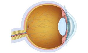 the eye physiology