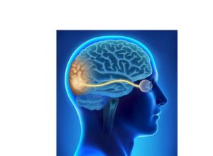 the visual system