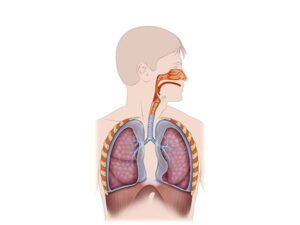 respiración pulmonar