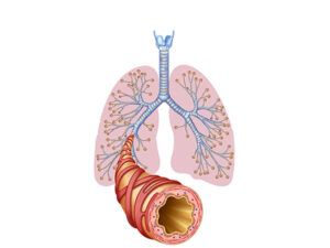 traquea y pulmones