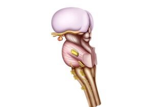 anatomía del tronco encefálico