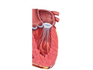 valvula mitral