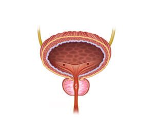 vejiga masculina y prostata