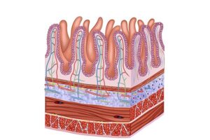 vellosidad intestino delgado