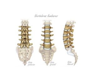vertebras lumbares