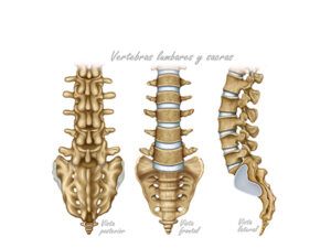 vertebras lumbares y sacro