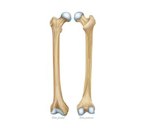 vision frontal y posterior del femur