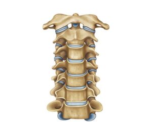 vista frontal vertebras cervicales