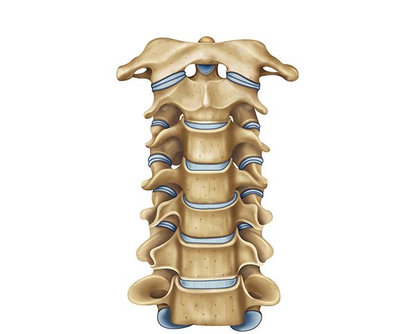 vista frontal vertebras cervicales vista frontal vertebras cervicales