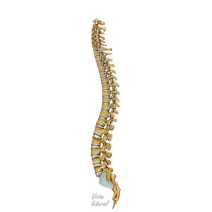 columna vertebral vista lateral