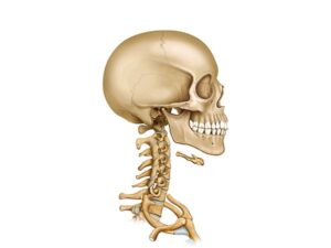 craneo y vertebras cervicales