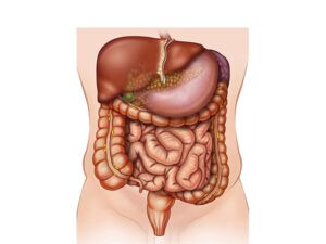 cuerpo y sistema digestivo