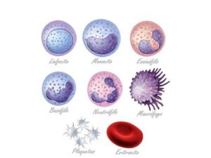 elementos de la sangre