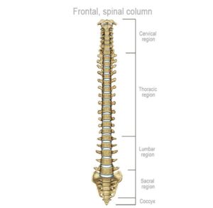 frontal organization of the spine