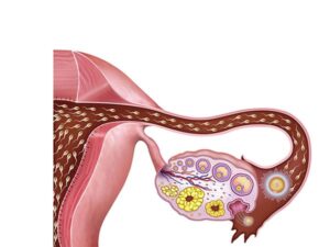 inseminacion del ovulo