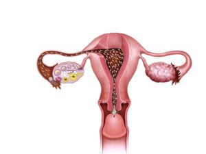 inseminacion natural humana