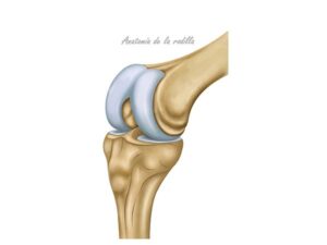 la rodilla
