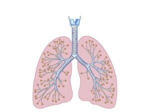 los pulmones y ramificacion bronquial