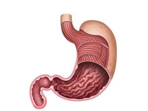 musculos sección sagital estomago