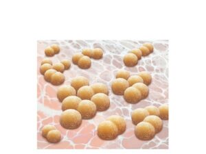 staphylococcus aureus bacteria