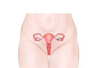 vientre femenino con útero