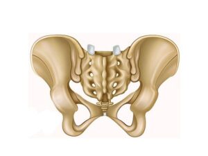 cadera vista posterior